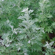 Полин гіркий (Artemisia absinthium)