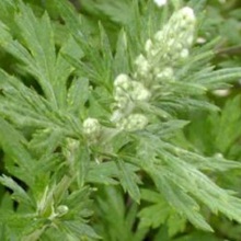 Полин гіркий (Artemisia absinthium)