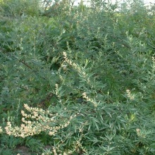 Полин звичайний (Artemisia vulgaris)