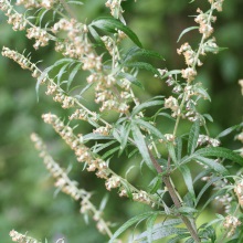Полин звичайний (Artemisia vulgaris)