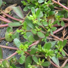 Портулак городній (Portulaca oleracea)