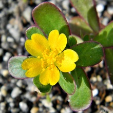 Портулак городній (Portulaca oleracea)