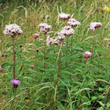 Посконник конопляний (Eupatorium cannainum)