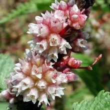 Повиліка європейська (Cuscuta europaea)