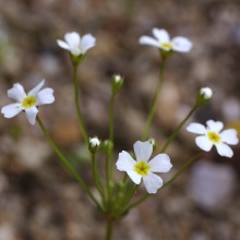 Проломник північний (Androsace septentrionalis)