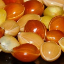 Просо звичайне чи посівне (Panicum miliaceum)