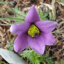 Простріл пониклий або розкритий (Anemone patens; Pulsatilla patens)