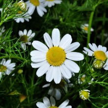 Пупавка благородна (Chamaemelum nobile)