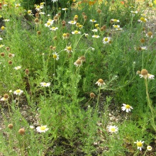 Пупавка благородна (Chamaemelum nobile)