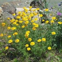 Пупавка красильна (Anthemis tinctoria)