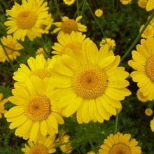 Пупавка красильна (Anthemis tinctoria)