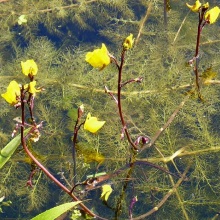 Пузирчатка звичайна (Utricularia vulgaris)