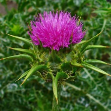 Розторопша плямиста (Silybum marianum)