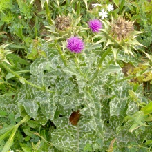 Розторопша плямиста (Silybum marianum)