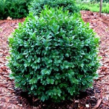 Самшит вічнозелений (Buxus sempervirens)
