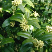 Самшит вічнозелений (Buxus sempervirens)