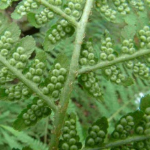 Папороть чоловіча (Dryopteris filix-mas)