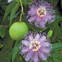 Страстоцвіт інкарнантний (Passiflora incarnata)