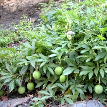 Страстоцвіт інкарнантний (Passiflora incarnata)