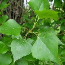Тополя чорна або осокір (Populus nigra)