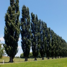 Тополя чорна або осокір (Populus nigra)