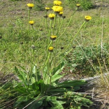 Тромсдорфія плямиста (Achyrophorus maculatus; Trommsdorffia maculata)