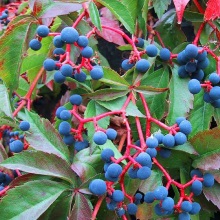 Виноград дівочий або партеноцисус п'ятилисточковий (Parthenocissus quinquefolia)