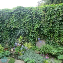 Виноград дівочий або партеноцисус п'ятилисточковий (Parthenocissus quinquefolia)