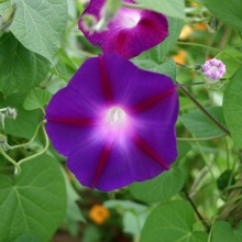 В'юн парканний (Calystegia sepium)