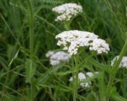Хімічний склад деревію